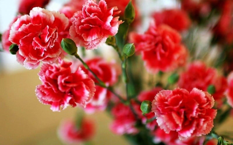 Nước hoa mùi hoa cẩm chướng
